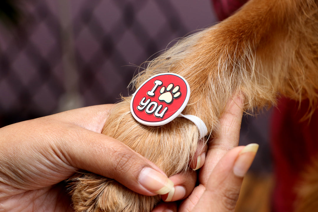 Paw Rakhi | Best Gifts Online in India – Oye Happy